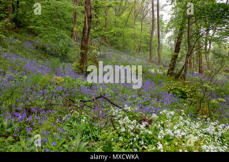 Jacinthes et l'ail des bois au printemps en anglais Banque D'Images