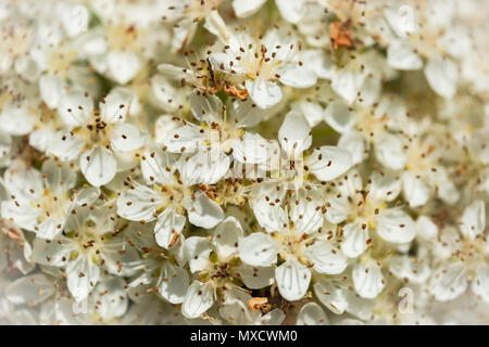 fleurs estivales dans un jardin. Les insectes et la larve sont vus manger les pétales et le nectar. Banque D'Images