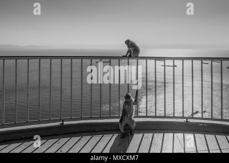 Singes détendue assis sur une balustrade sur un haut de rocher de Gibraltar, le fameux singes macaques sauvages de la réserve naturelle de roche. C noir et blanc Banque D'Images