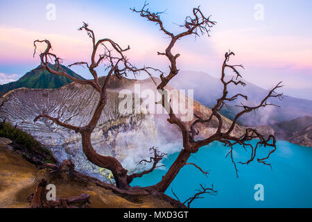 Kawah Ijen volcano avec des arbres au cours de beau lever dans l'Est de Java en Indonésie Banque D'Images