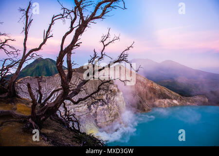 Kawah Ijen volcano avec des arbres au cours de beau lever dans l'Est de Java en Indonésie Banque D'Images