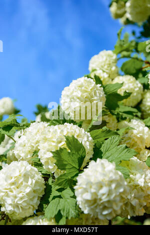 L'épanouissement guelder rose dans un jardin de printemps 2018 Banque D'Images