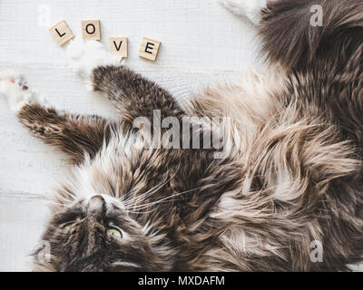 Beau, charmant chaton, allongé sur une table en bois blanc près de la lettre de l'alphabet avec le mot amour. Vue de dessus, close-up, isolé. Amour pour l'animal Banque D'Images