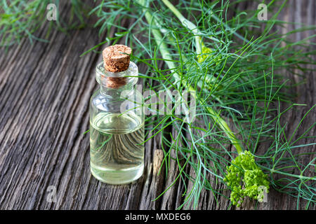 Une bouteille d'huile de graines d'aneth Anethum graveolens en fleurs fraîches avec des brindilles Banque D'Images