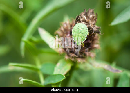Une macro image de l'Green Shield Bug, Palomena prasina, prise à Potteric Carr Nature Reserve, Doncaster, Angleterre. 21 août 2010. Banque D'Images