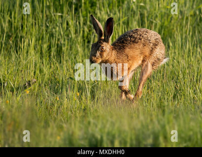 Un lièvre Brun (Lepus europaeus) exécuté en début de soirée la lumière du soleil à travers les terres agricoles, Oxfordshire Banque D'Images