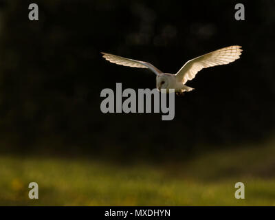 Un sauvage Effraie des clochers (Tyto alba) en vol au coucher du soleil, Norfolk Banque D'Images