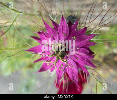 L'amour dans une brume rose Mulberry Banque D'Images