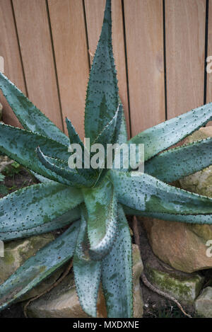 Plante Aloe ferox Banque D'Images