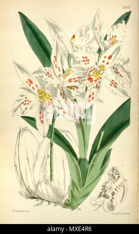 . Illustration de l'Odontoglossum crispum (syn. Odontoglossum alexandrae var.guttatum) . 1868. Walter Hood Fitch (1817-1892) del. et lith. Description par Joseph Dalton Hooker (1817-1911) 453 Odontoglossum crispum (comme Odontoglossum alexandrae var. guttatum) - Curtis' 94 (Ser. N° 3 24) pl. 5691 (1868) Banque D'Images