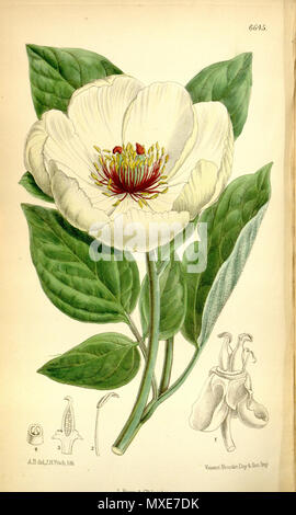 . Paeonia wittmanniana ssp. daurica . 1882. Rodriquez 463 Paeonia wittmanniana Bot. Mag. 108. 6645. 1882 Banque D'Images