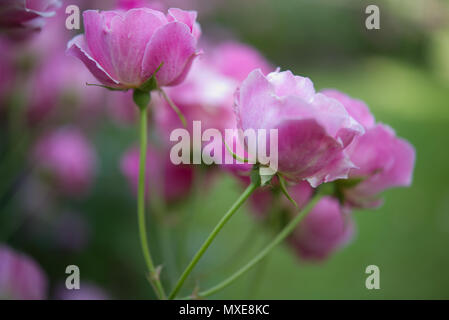 Photo en couleur et de close-up d'un petit bouquet de roses, avec un arrière-plan vert fade. La photographie parfaite pour une belle arrière-plan. Banque D'Images