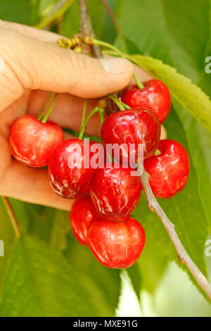 Cerises. Banque D'Images