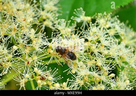 Une abeille mellifère a débarqué sur la fleur blanche d'un guelder rose dans le mois de juin en Allemagne Banque D'Images