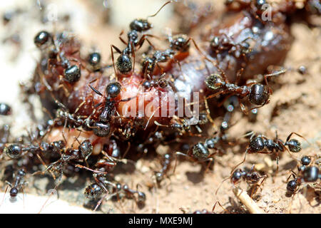 Les fourmis mangent un ver de terre. Banque D'Images