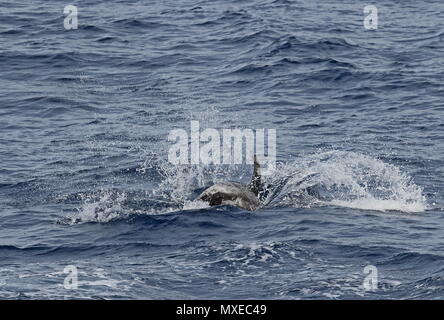 Dauphin de Risso (Grampus griseus) atterrissage adultes en mer après avoir violé l'Est de l'océan Atlantique, au nord du Cap Vert peut Banque D'Images