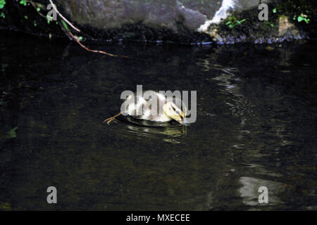 Un petit canard colvert, Anas platyrhnchos, natation dans un ruisseau, New Jersey, USA Banque D'Images