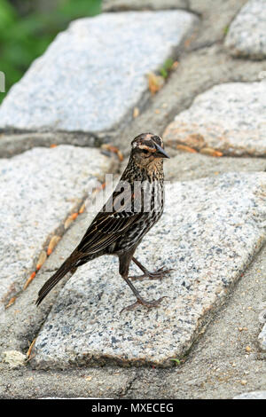 Un Carouge à épaulettes Agelaius phoeniceus, jeune, debout sur une pierre, New Jersey, USA Banque D'Images