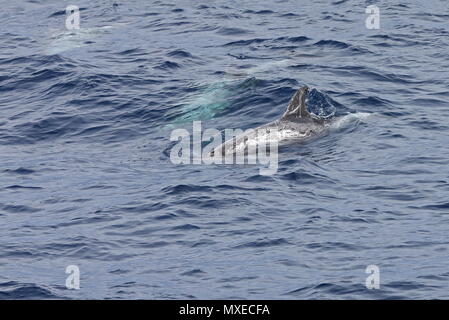 Dauphin de Risso (Grampus griseus) des profils avec deux autres sous l'eau est de l'océan Atlantique, au nord du Cap Vert peut Banque D'Images