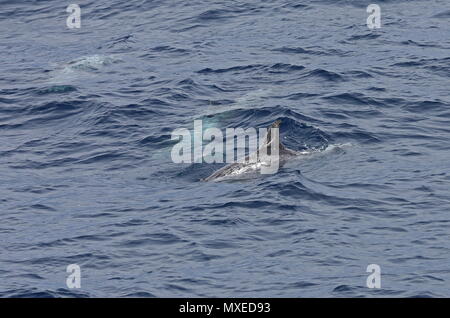 Dauphin de Risso (Grampus griseus) des profils avec deux autres sous l'eau est de l'océan Atlantique, au nord du Cap Vert peut Banque D'Images