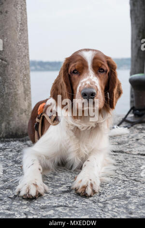 Beau jeune WELSH SPRINGER SPANIEL assis sur une pierre jetée à la recherche dans l'appareil photo sur une journée ensoleillée. Banque D'Images