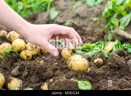 La main d'un homme est attiré par une jeune pomme de terre. L'entreprise pour la récolte des pommes de terre. L'agriculteur travaille sur le terrain. De plus en plus de légumes et, d'un frutkov Banque D'Images