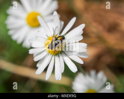 Un avion métallique sur une fleur sauvage daisy Banque D'Images