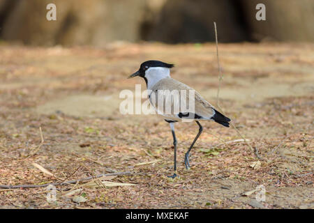 Oiseau de taille moyenne, rivière sociable Vanellus duvaucelii, l'alimentation, sur le sol, copy space Banque D'Images