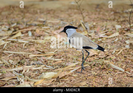 Oiseau de taille moyenne, rivière sociable Vanellus duvaucelii, l'alimentation, sur le sol, copy space Banque D'Images