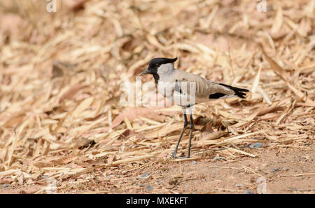 Oiseau de taille moyenne, rivière sociable Vanellus duvaucelii, l'alimentation, sur le sol, copy space Banque D'Images