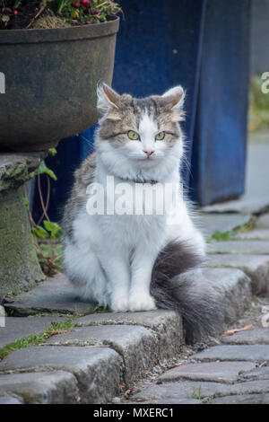 Chat assis sur la Norvège Stavanger Banque D'Images