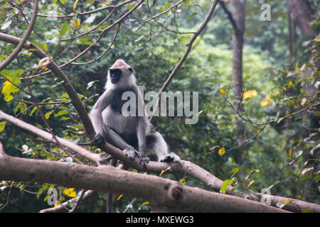 À TOUFFETER Langurs gris, une espèce de singe vivant au Sri Lanka, peuvent être trouvés autour de Rocher du lion à Sigiriya Banque D'Images