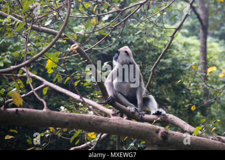 À TOUFFETER Langurs gris, une espèce de singe vivant au Sri Lanka, peuvent être trouvés autour de Rocher du lion à Sigiriya Banque D'Images