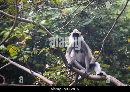 À TOUFFETER Langurs gris, une espèce de singe vivant au Sri Lanka, peuvent être trouvés autour de Rocher du lion à Sigiriya Banque D'Images