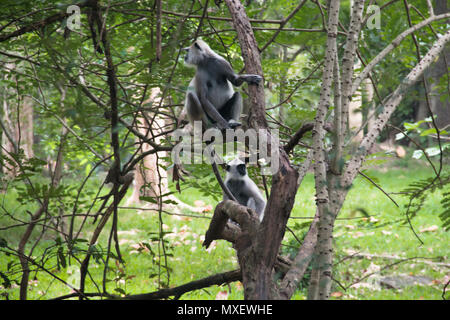 À TOUFFETER Langurs gris, une espèce de singe vivant au Sri Lanka, peuvent être trouvés autour de Rocher du lion à Sigiriya Banque D'Images