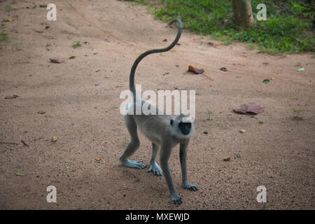 À TOUFFETER Langurs gris, une espèce de singe vivant au Sri Lanka, peuvent être trouvés autour de Rocher du lion à Sigiriya Banque D'Images