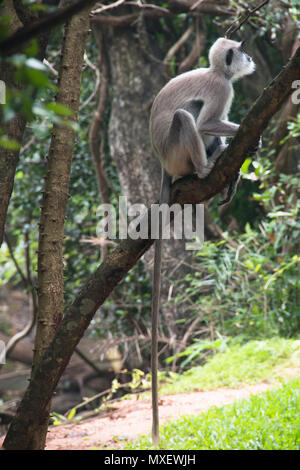 À TOUFFETER Langurs gris, une espèce de singe vivant au Sri Lanka, peuvent être trouvés autour de Rocher du lion à Sigiriya Banque D'Images