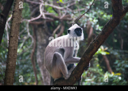 À TOUFFETER Langurs gris, une espèce de singe vivant au Sri Lanka, peuvent être trouvés autour de Rocher du lion à Sigiriya Banque D'Images