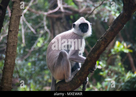 À TOUFFETER Langurs gris, une espèce de singe vivant au Sri Lanka, peuvent être trouvés autour de Rocher du lion à Sigiriya Banque D'Images