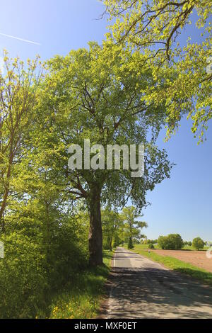 Ruelle dans Mecklenburg-Vorpommern avec'l'orme (Ulmus laevis). Banque D'Images