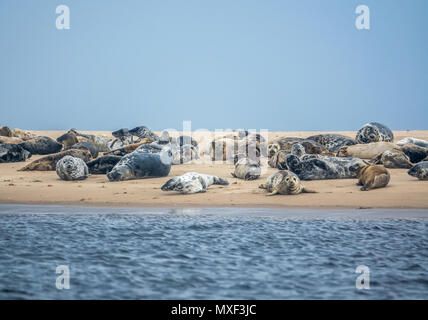 Une colonie de phoques communs et les phoques gris se reposant sur une plage en Écosse avec copie Espace Banque D'Images