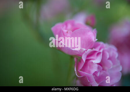 Photo en couleur et de close-up d'un petit bouquet de roses, avec un arrière-plan vert fade. La photographie parfaite pour une belle arrière-plan. Banque D'Images