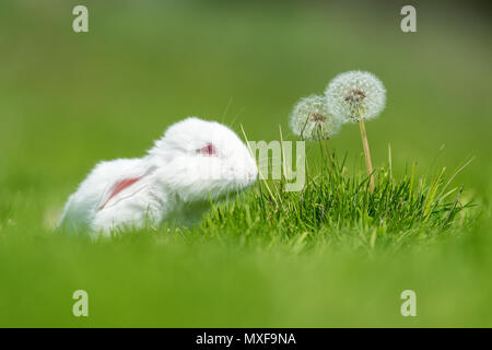 Petit lapin blanc sur l'herbe verte en été 24 Banque D'Images