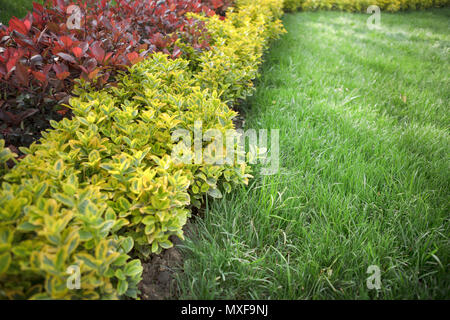 Un arbuste jardin ornemental à l'angle de la pelouse ; le jaune doré lumineux et feuilles rouges contrastant avec la pelouse Banque D'Images