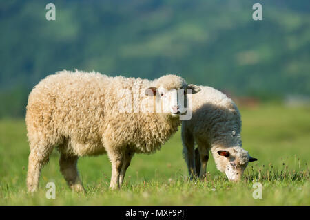 Moutons dans un pré proche dans les montagnes Banque D'Images