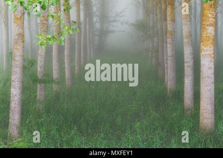 Poplar Grove dans un matin brumeux dans l'Alava Banque D'Images