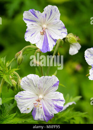 Marquages sur le pourpre variable base blanc couleur des fleurs de la prairie, géranium sanguin Geranium pratense striatum var 'Splish Splash' Banque D'Images