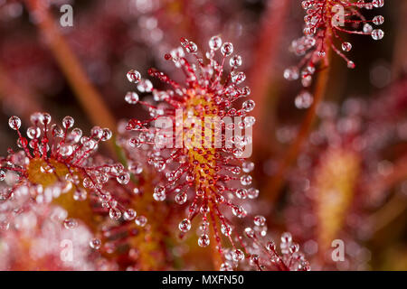 Une forme oblongue-leaved sundew Drosera intermedia,, dans la lumière du soleil du matin avec le mucilage collant utilisé pour piéger les insectes scintillants. La plante sécrète la muci Banque D'Images