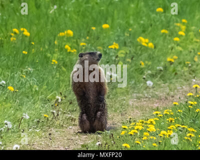 marmotte debout dans le champ Banque D'Images