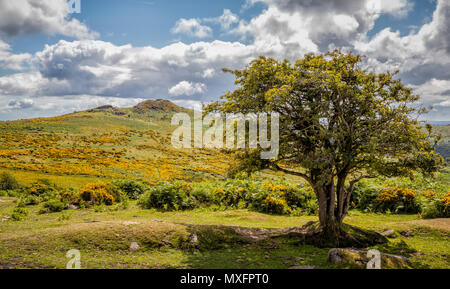 Le Dartmoor paysage avec arbres noueux et tor en arrière-plan Banque D'Images